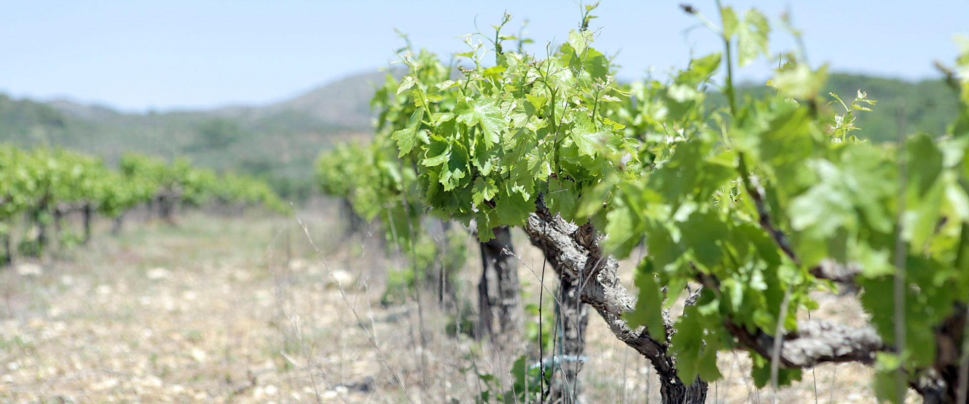 Nestor Winery - Our vineyards